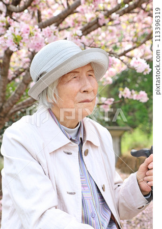 Upper body portrait of a 90-year-old woman sitting in front of cherry blossoms 113396319