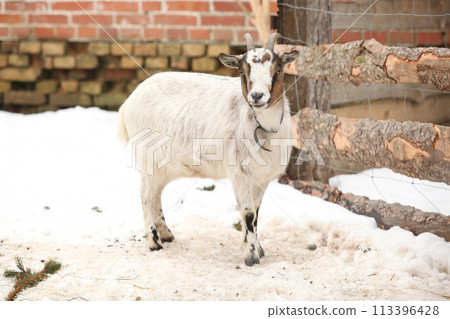 Adorable goat in winter 113396428