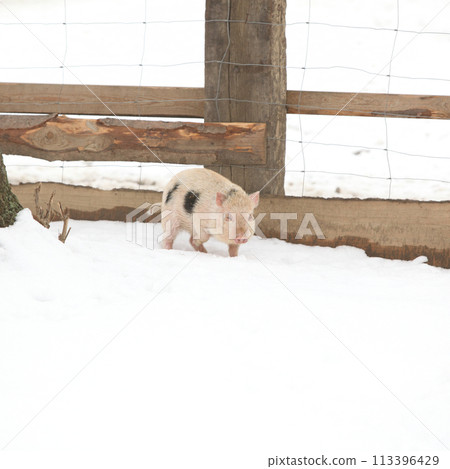 Little pig in winter Little pig in winter 113396429