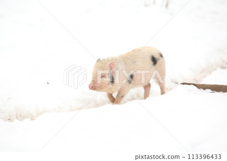 Little pig in winter 113396433