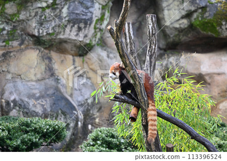 Red panda eating bamboo leaves, Tama Zoo, Hino City, Tokyo 113396524