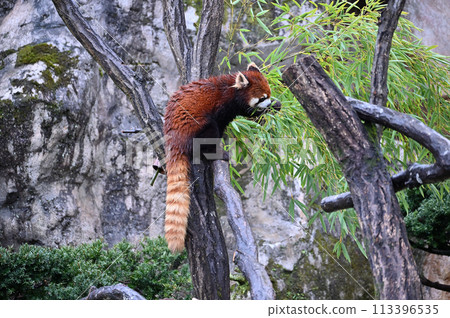 Red panda eating bamboo leaves, Tama Zoo, Hino City, Tokyo Red panda eating bamboo leaves, Tama Zoo, Hino City, Tokyo 113396535