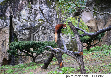 Red panda eating bamboo leaves, Tama Zoo, Hino City, Tokyo Red panda eating bamboo leaves, Tama Zoo, Hino City, Tokyo 113396536