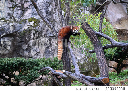 Red panda climbing a tree, Tama Zoo, Hino City, Tokyo Red panda climbing a tree, Tama Zoo, Hino City, Tokyo 113396636