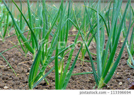 green onions planted in the field green onions planted in the field 113396694