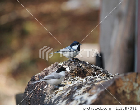 Coal tits and little tits gathering at a feeding ground 113397081