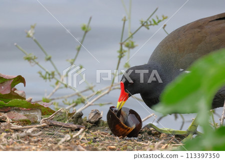 A moth foraging in a lotus field A moth foraging in a lotus field 113397350