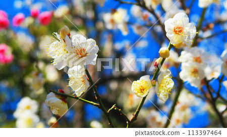 2024年大宮第二公園梅花節梅花藍天景色 2024年大宮第二公園梅花節梅花藍天景色 113397464