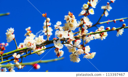 Plum blossoms and blue sky at the 2024 Omiya Daini Park Plum Festival Plum blossoms and blue sky at the 2024 Omiya Daini Park Plum Festival 113397467