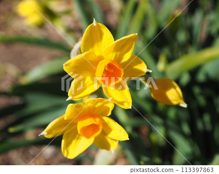 Narcissus 113397863