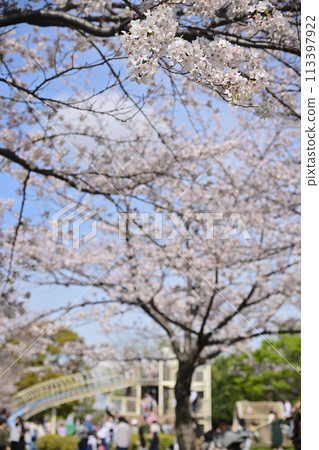People walking through a park with cherry blossoms in bloom, Oshima Komatsugawa Park 113397922
