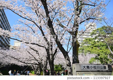 Cherry blossoms in full bloom at Oshima Komatsugawa Park Cherry blossoms in full bloom at Oshima Komatsugawa Park 113397927