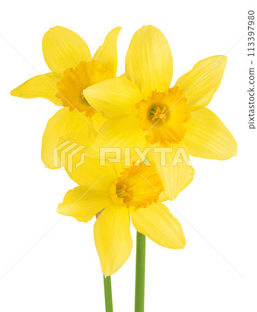 Daffodil flower or narcissus isolated on white background with full depth of field Daffodil flower or narcissus isolated on white background with full depth of field 113397980