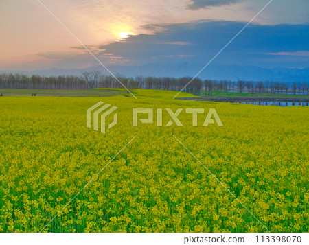 Fukushimagata at sunrise (spring) 113398070