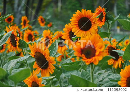 Field of sunflowers with the bright sunlight. Sunflower photos on the rear. Sunflowers are the flowers like sunny 113398092