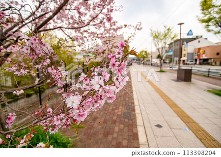 櫻花樹和寬闊的人行道 113398204