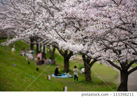 People enjoying cherry blossom viewing at Uchiage River Flood Control Green Space in Neyagawa City 113398211