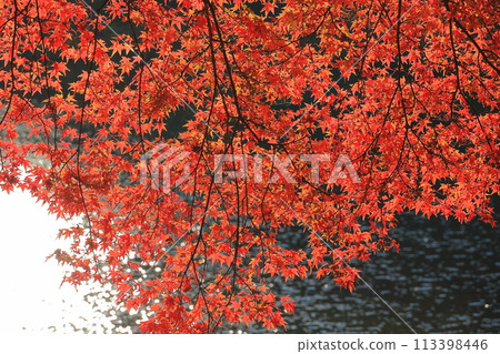 在葉子變紅的Momiji 113398446