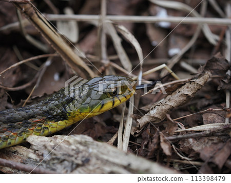 虎斑頸槽蛇 113398479