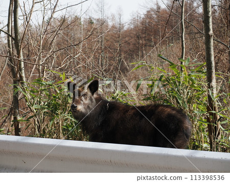 Japanese serow behind the guardrail 113398536