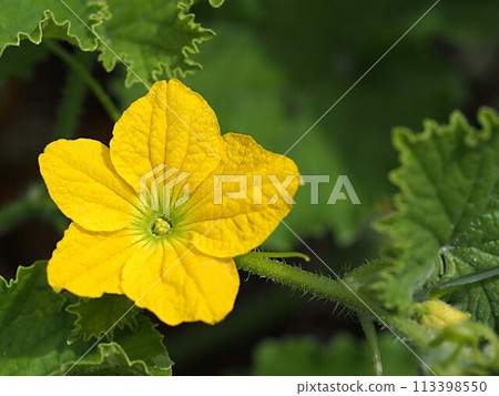 黑瓜花的特寫 113398550