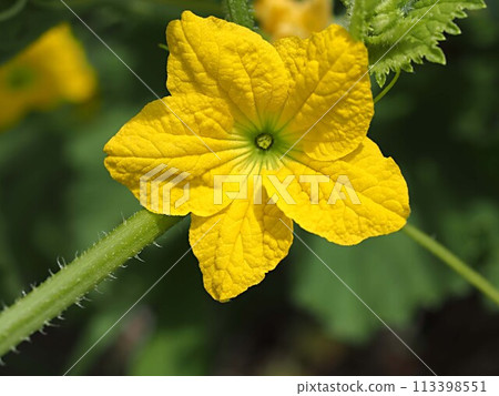Close-up of black gourd flower Close-up of black gourd flower 113398551