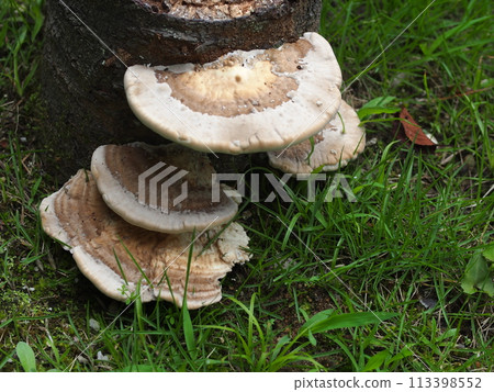 鯨竹生態照片 113398552