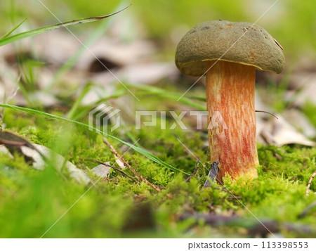 衛城番紅花生態照片 113398553