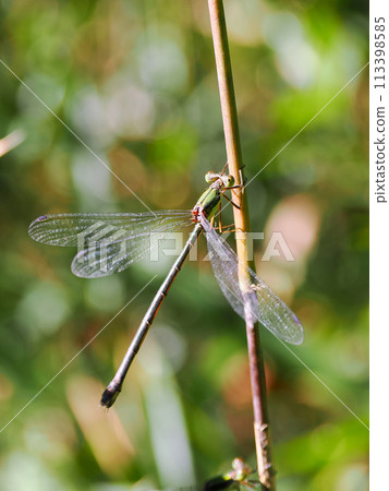 A large blue dragonfly resting on a branch A large blue dragonfly resting on a branch 113398585