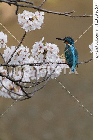 Spring Festival Spring Festival 113398657