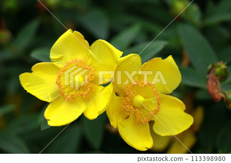 Golden plum-like flowers Golden plum-like flowers 113398980