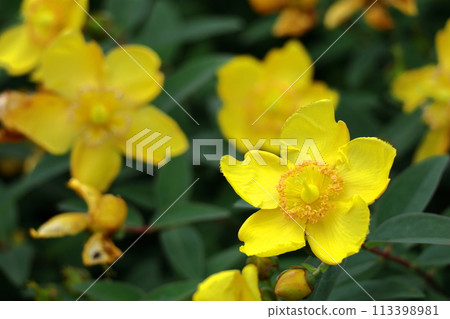 Golden plum-like flowers 113398981