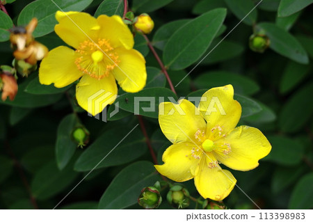 Golden plum-like flowers 113398983