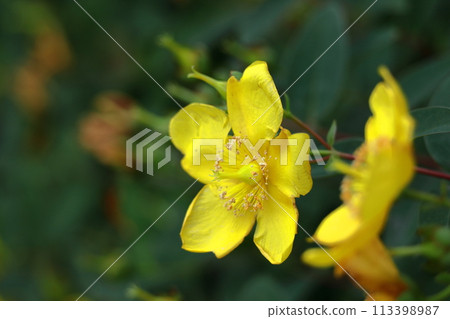 Golden plum-like flowers 113398987