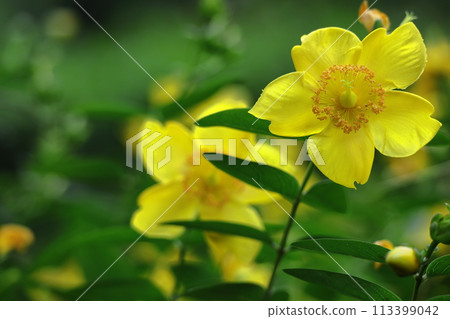 Golden plum-like flowers Golden plum-like flowers 113399042