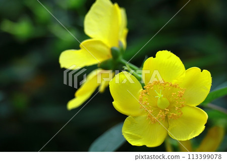 Golden plum-like flowers Golden plum-like flowers 113399078