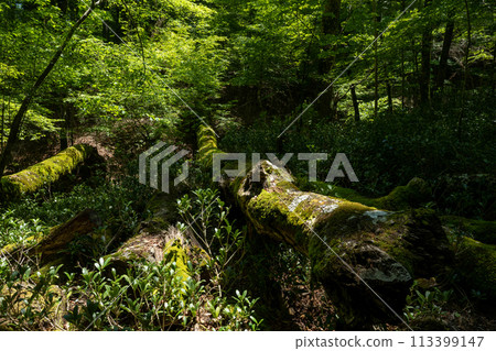 新鮮的綠色森林 113399147