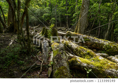 新鮮的綠色森林 113399149