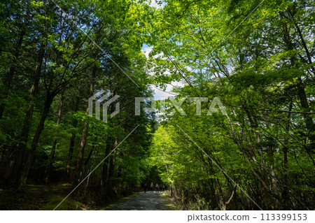 Fresh green forest Fresh green forest 113399153