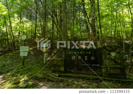 Fresh green forest Fresh green forest 113399155