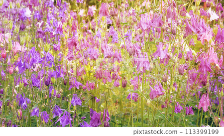 Aquilegia vulgaris flowers blooming with light bright petals. Spring blurred background of nature. Low mountain range. Sunny. Aquilegia vulgaris flowers blooming with light bright petals. Spring blurred background of nature. Low mountain range. Sunny. 113399199