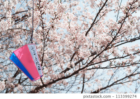 櫻花和燈籠 113399274