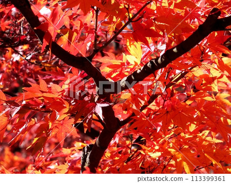 Momiji who turned red in leaves 113399361