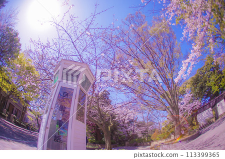 Yokohama Motomachi cherry blossoms and telephone box 113399365