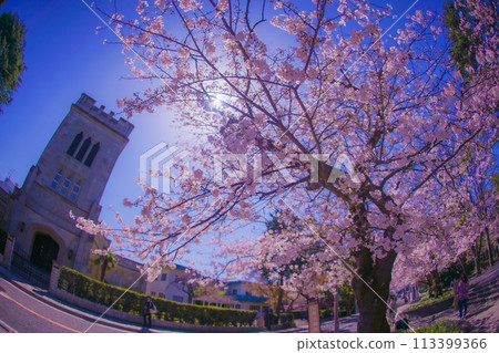 Yokohama Motomachi Cherry Blossoms and Yokohama Yamate Anglican Church Yokohama Motomachi Cherry Blossoms and Yokohama Yamate Anglican Church 113399366