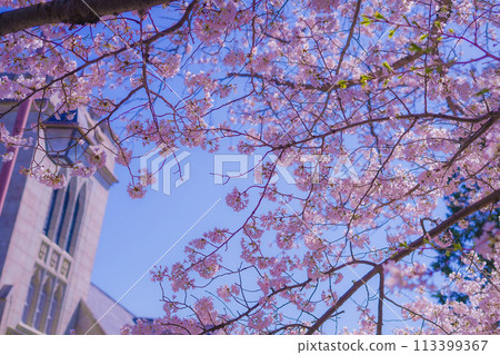 Yokohama Motomachi Cherry Blossoms and Yokohama Yamate Anglican Church Yokohama Motomachi Cherry Blossoms and Yokohama Yamate Anglican Church 113399367