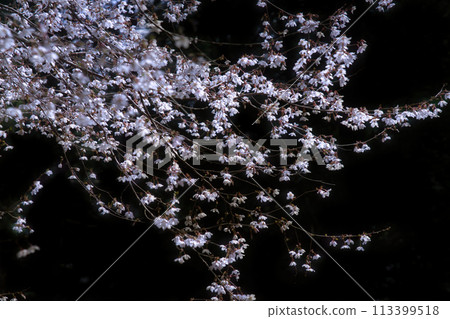 Illuminated cherry blossoms at night in spring 113399518