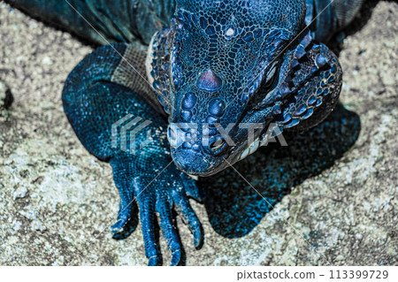 Komodo dragon walking in the jungle (Singapore) 113399729