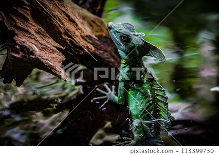 Plumed basilisk (reptile scaled reptile) Plumed basilisk (reptile scaled reptile) 113399730