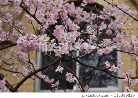 [Kyoto] The early-blooming cherry blossoms, known as "Harumeki," along with the retro school building of the former Seitoku Junior High School, are beautiful and have attracted many visitors. 113399829